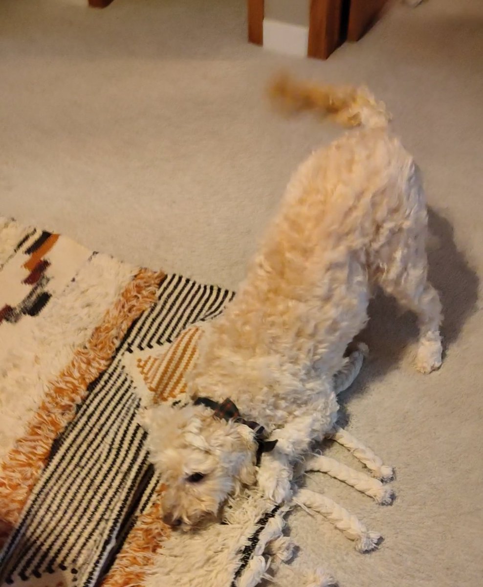 ArieDoodle's tweet image. Put your bum in the air like you just don't care! 😂🧸
#weekend #dogs #AriesWorld #ArieBear