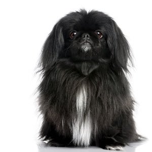 🔪 Hens 🧌 (THAT JASON GUY) | psych ward award tweet media