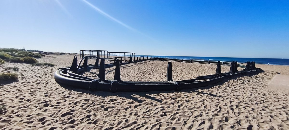 Salvoxea tweet media