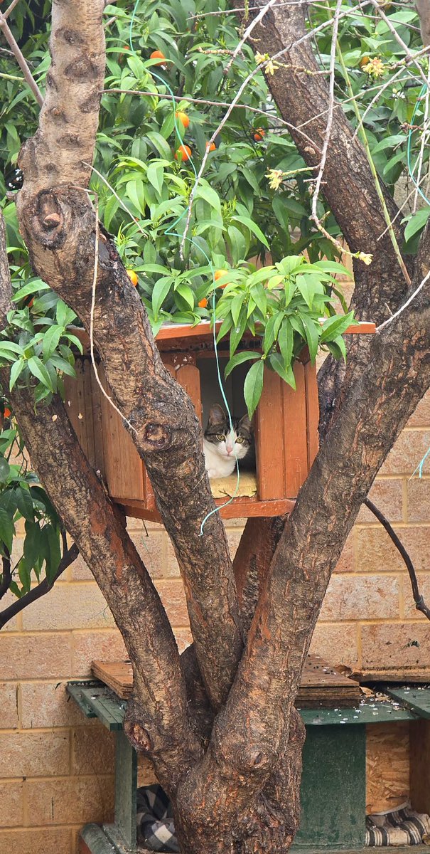 julia PD tweet media