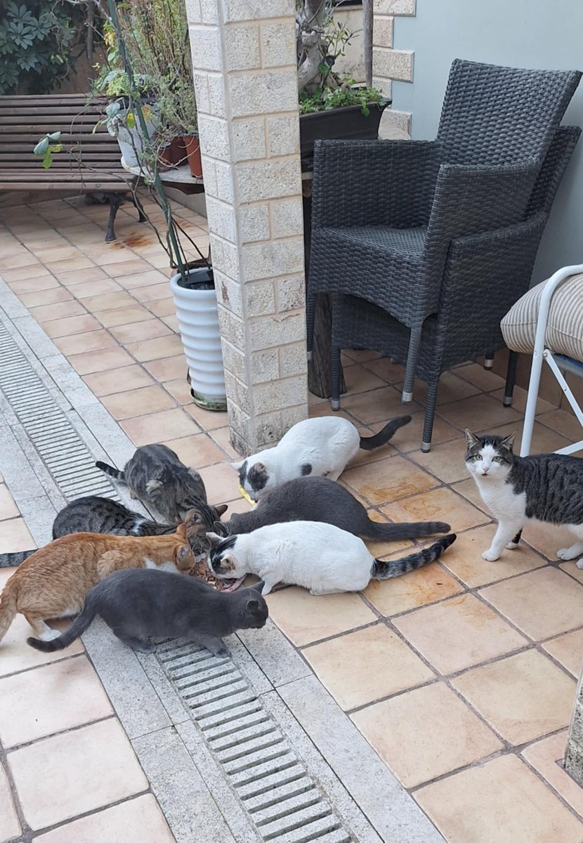 julia PD tweet media