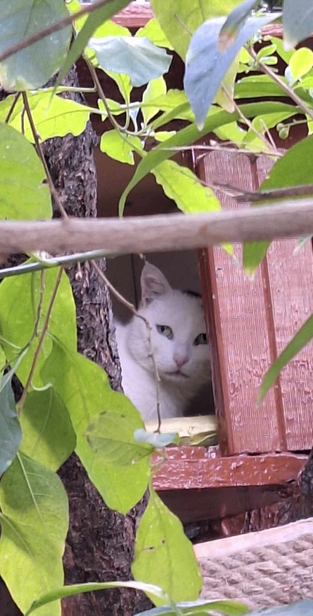 julia PD tweet media