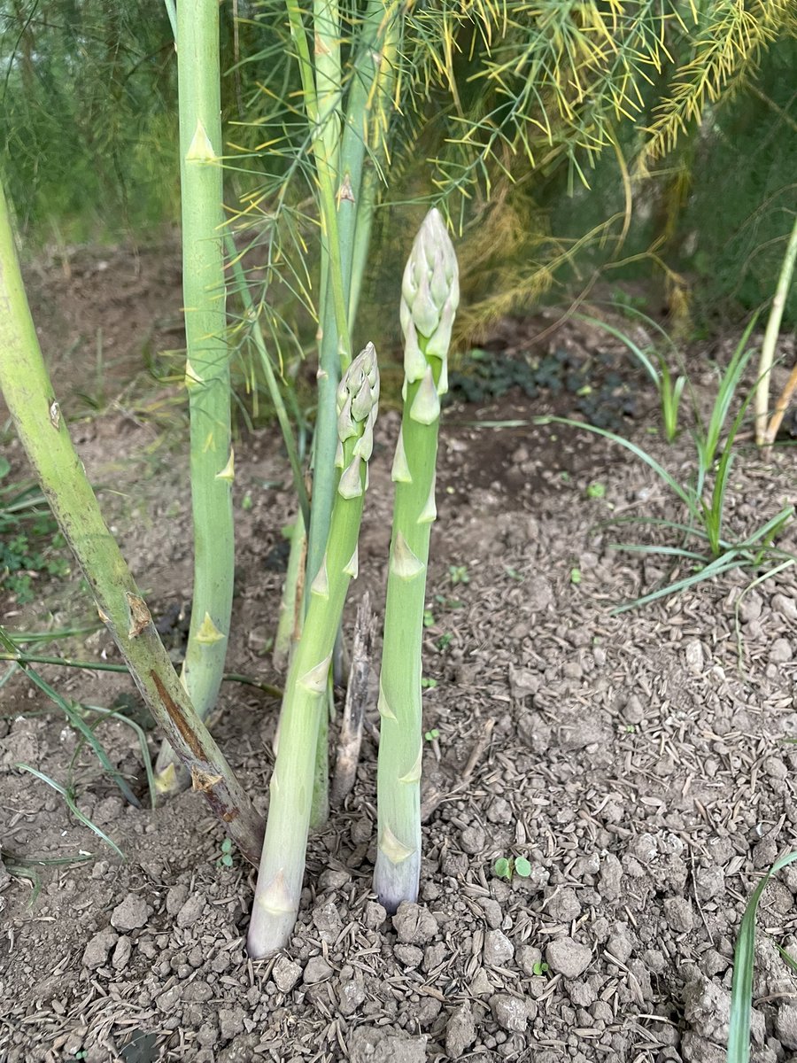 GN Aardbeien tweet media