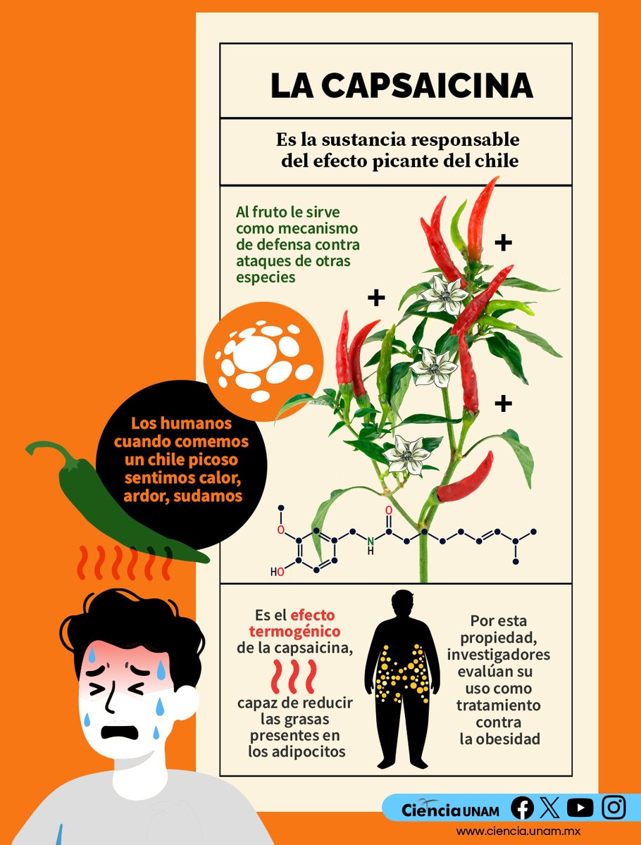 UNAM_MX's tweet photo. Un buen chile 🌶️ arde tanto pero tanto 🔥... ¿que quema la grasa? Infografía de @Ciencia_UNAM 👇. https://t.co/HSczqPK6ZW