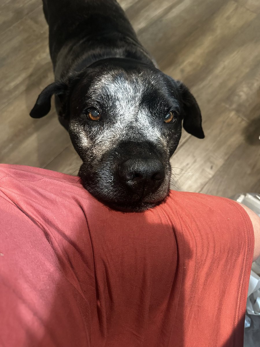 Jen Gerard 🐻❤️🥰🌈 tweet media