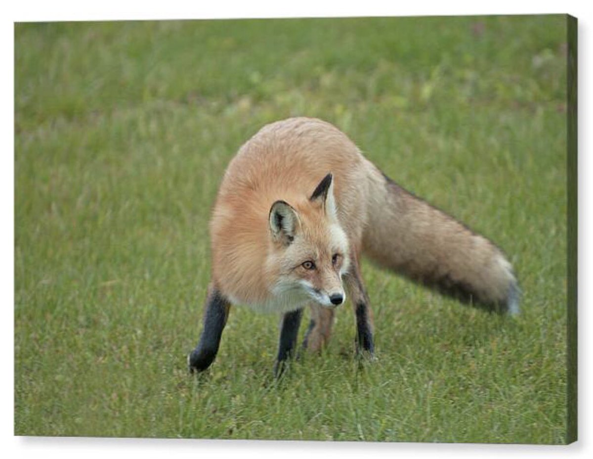 shonna99784's tweet image. Intensely Curious Red Fox in a Grassy Field - Canvas Print shonnahawkinsphotography.com/featured/inten…

Find this print and a variety of other wall art options through my shop.

#Intensely #Curious #RedFox #GrassyField #CanvasPrint #BuyIntoArt #ShonnaHawkins