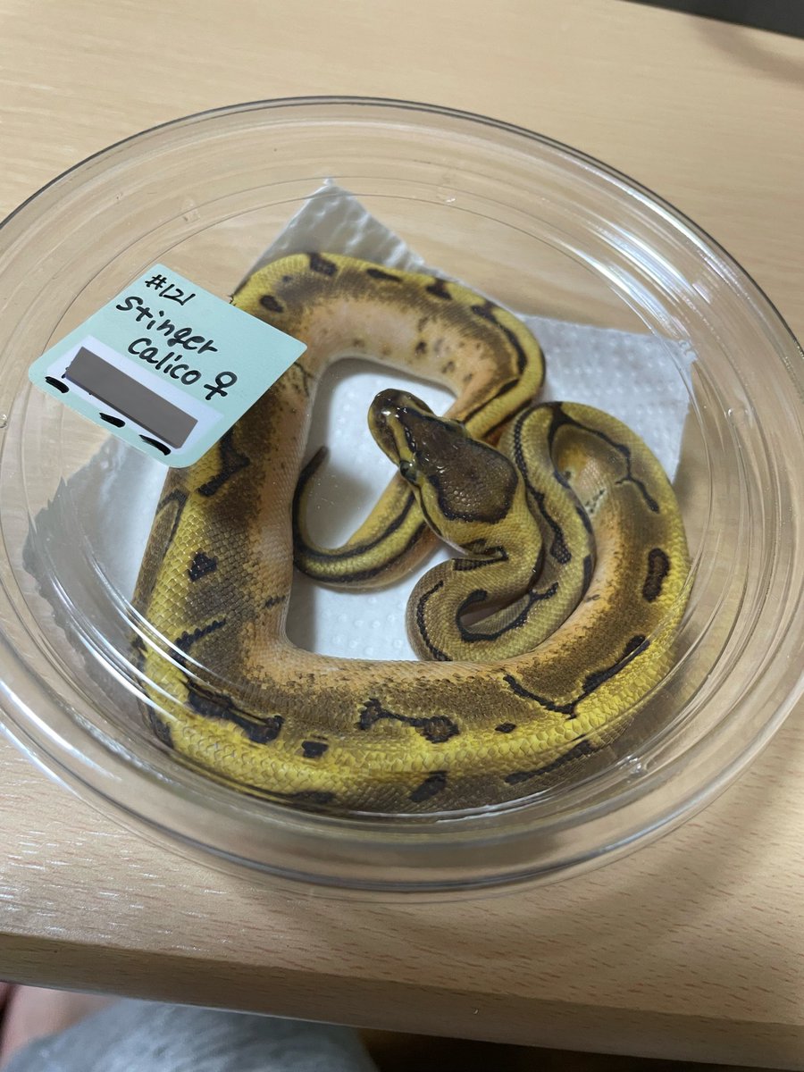 てんてん tweet media