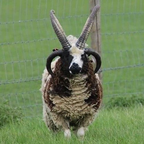 ⭐️Asher! Kerry Eurodynes CANON husband (trust)!⭐️ tweet media