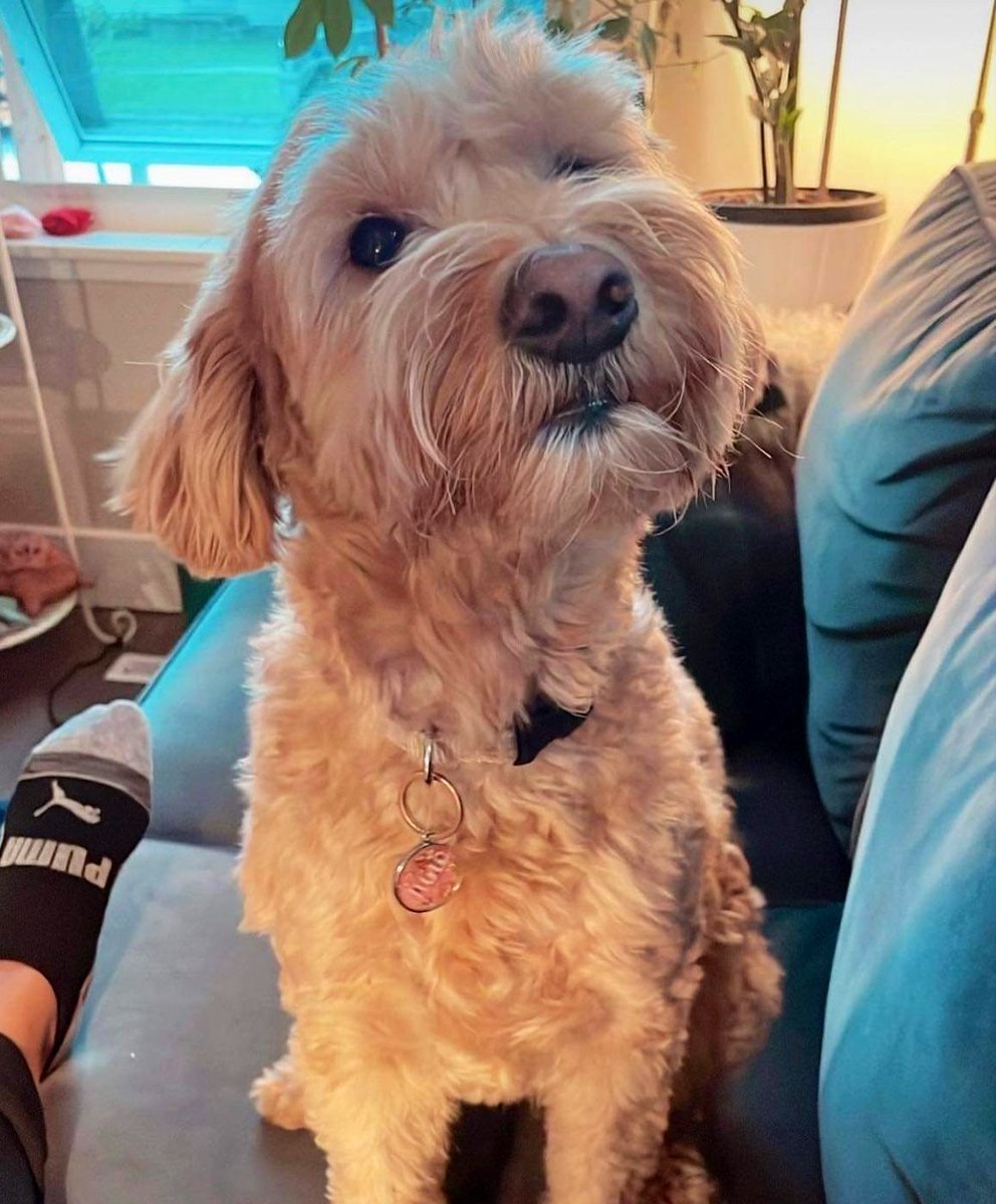 Juno 🐶 tweet media
