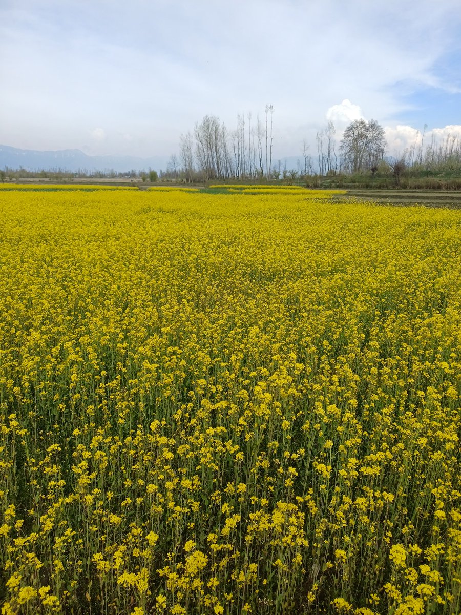 HILALMIR99's tweet photo. How beautiful is our Kashmir, jannat Kashmir https://t.co/uCSEI0MJSy