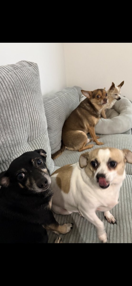 Toronto Bhoy UFB🍀🇨🇦🍺 tweet media