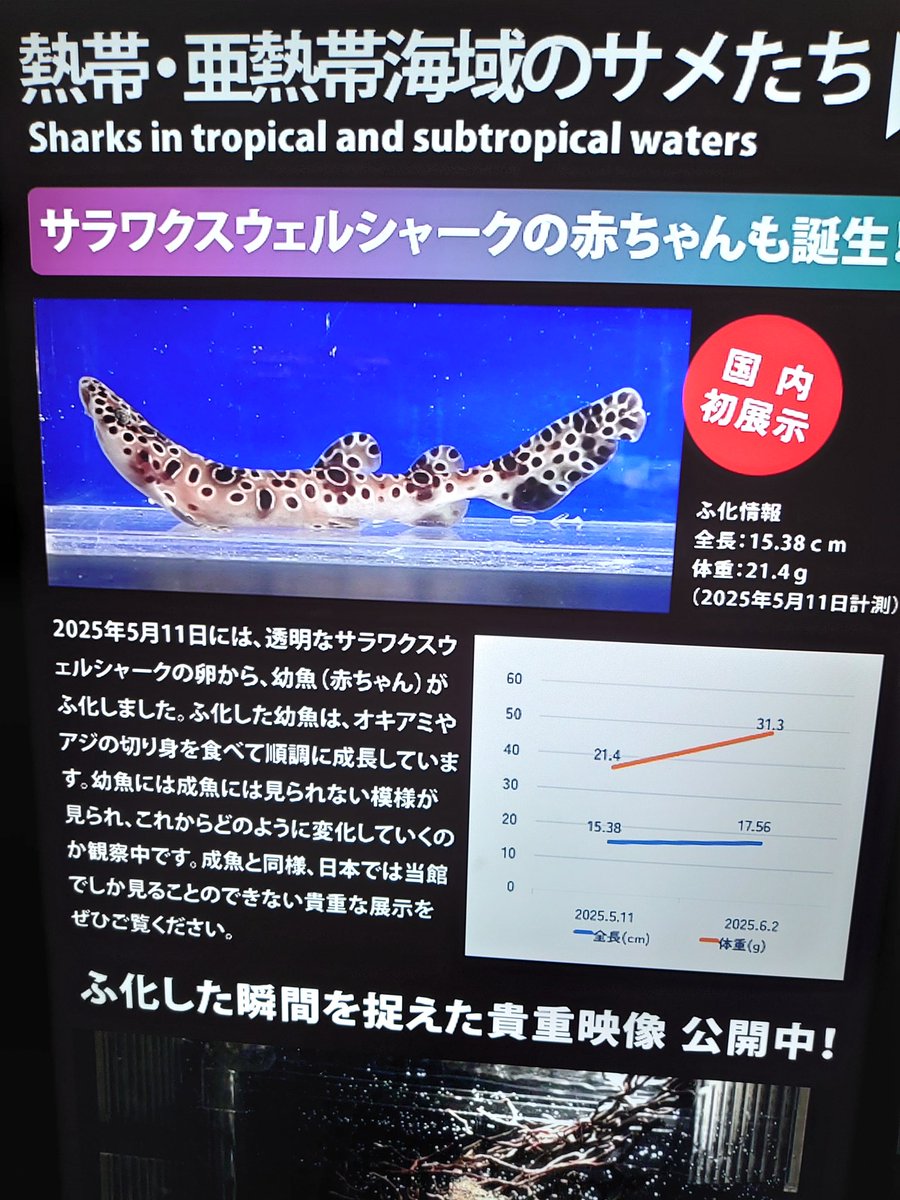 わたこ。 tweet media