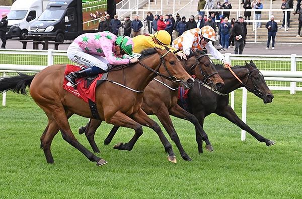 Beechlea Bloodstock tweet media