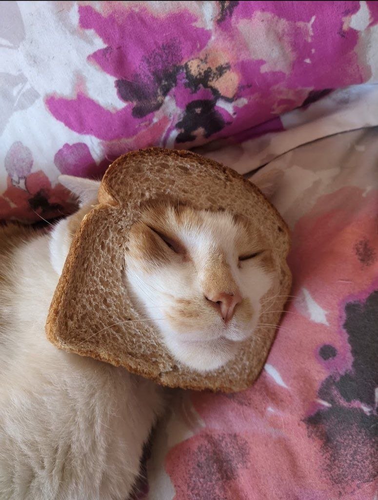 Inbred Cat tweet media