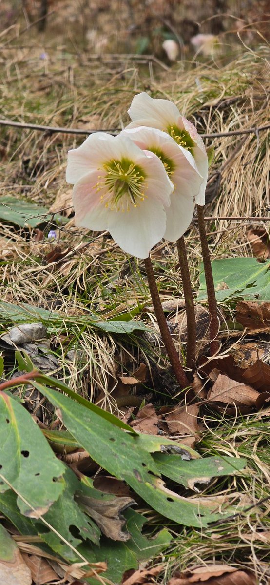 Reisefüchse tweet media