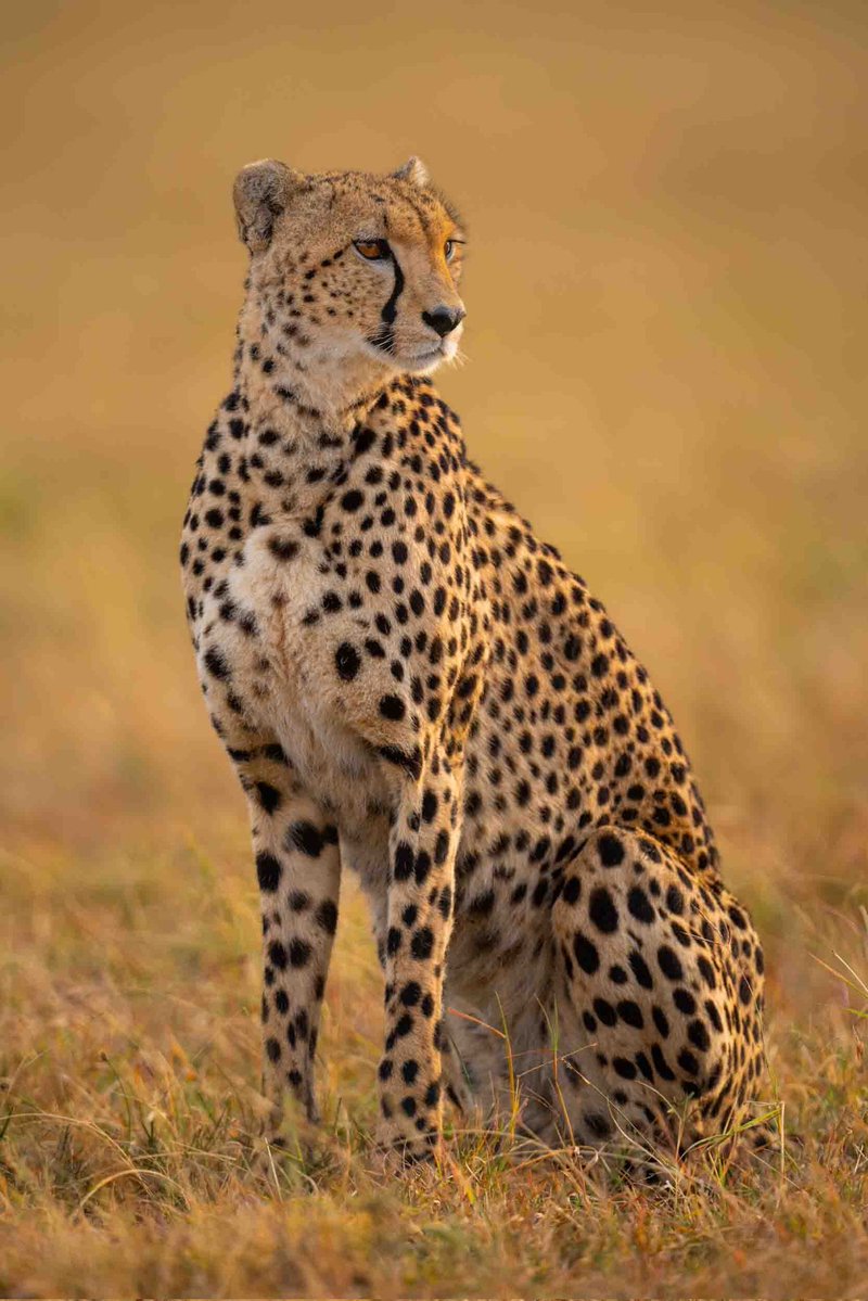 Janek24_7's tweet image. Did you know that my favourite cat as a grade 1, 2 and 3 was a Cheetah? 🐆