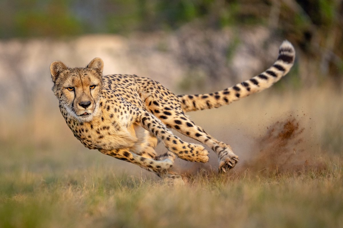 Janek24_7's tweet image. Did you know that my favourite cat as a grade 1, 2 and 3 was a Cheetah? 🐆