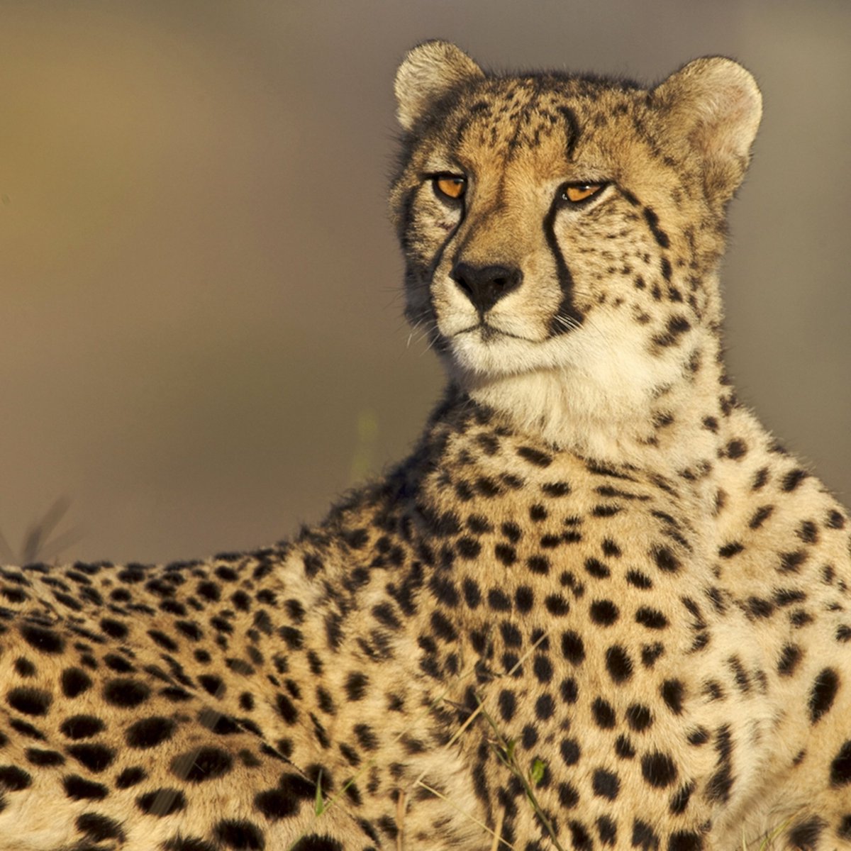 Janek24_7's tweet image. Did you know that my favourite cat as a grade 1, 2 and 3 was a Cheetah? 🐆