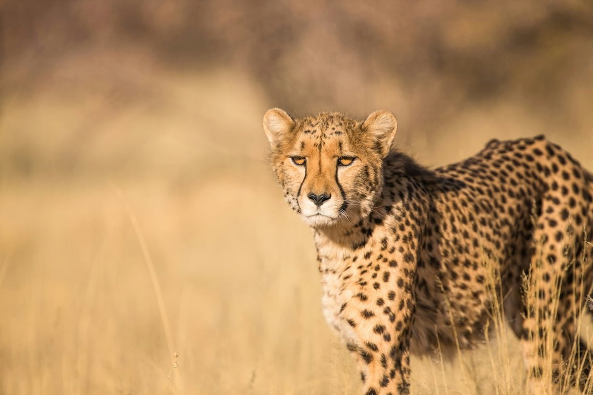 Janek24_7's tweet image. Did you know that my favourite cat as a grade 1, 2 and 3 was a Cheetah? 🐆