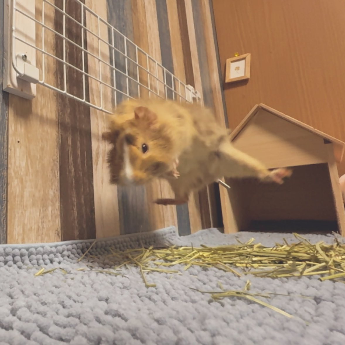 ぽしもの tweet media