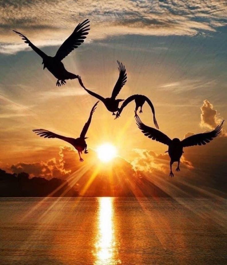 galaticos tweet media