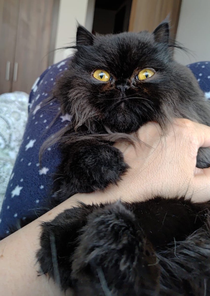 Unplugged Cat🎧 tweet media