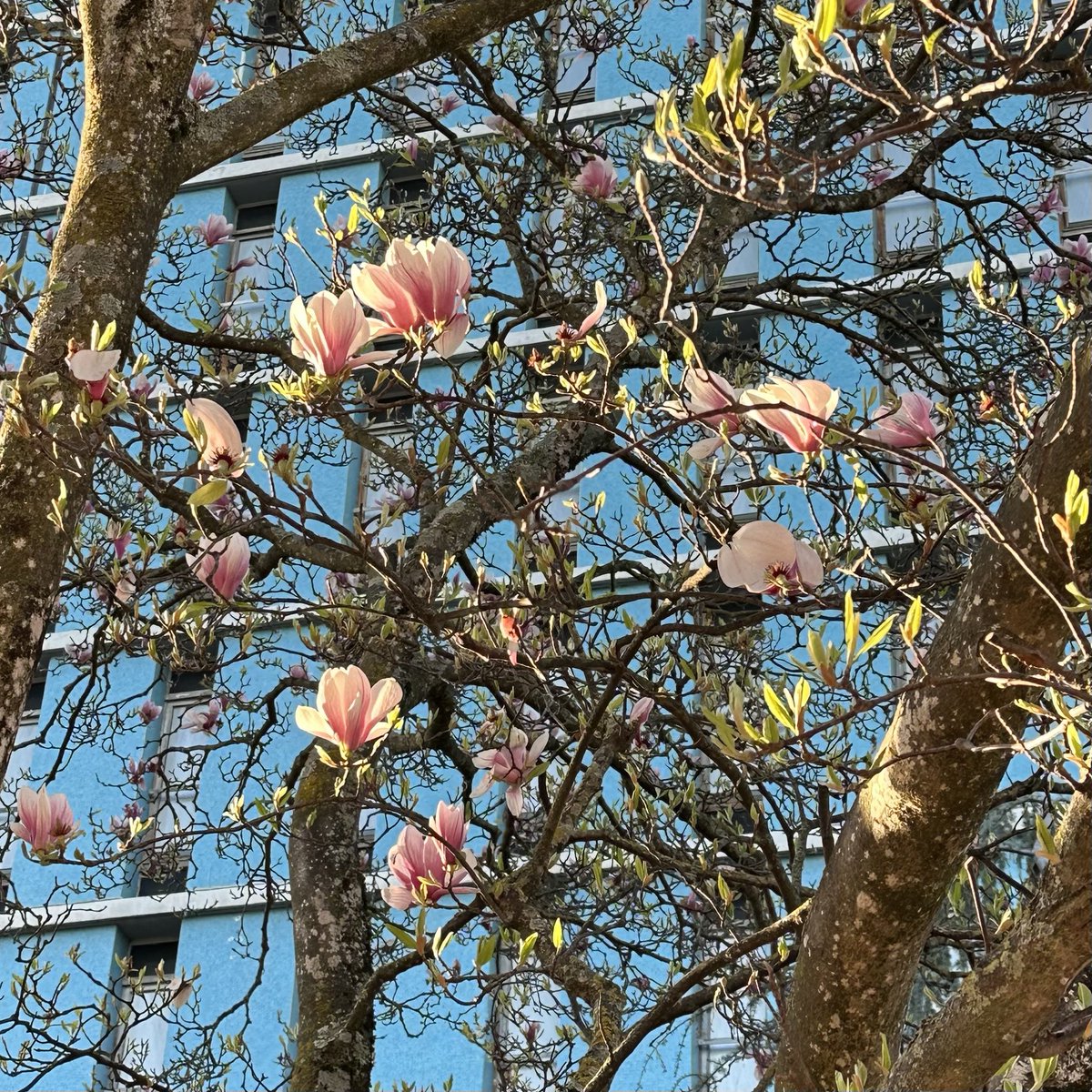 🏔️☃️ tweet media