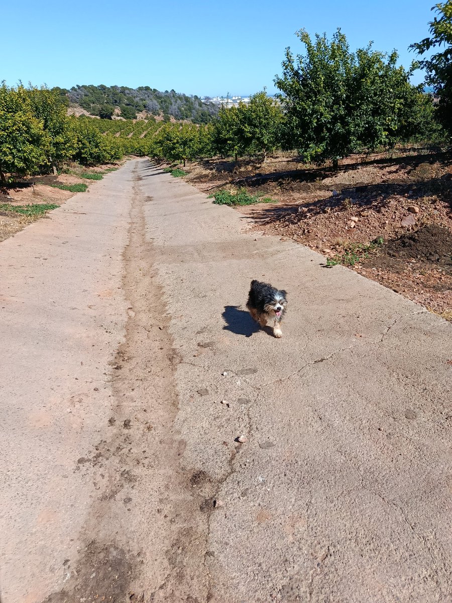 José Vico 🔻🇵🇸🇿🇦 tweet media