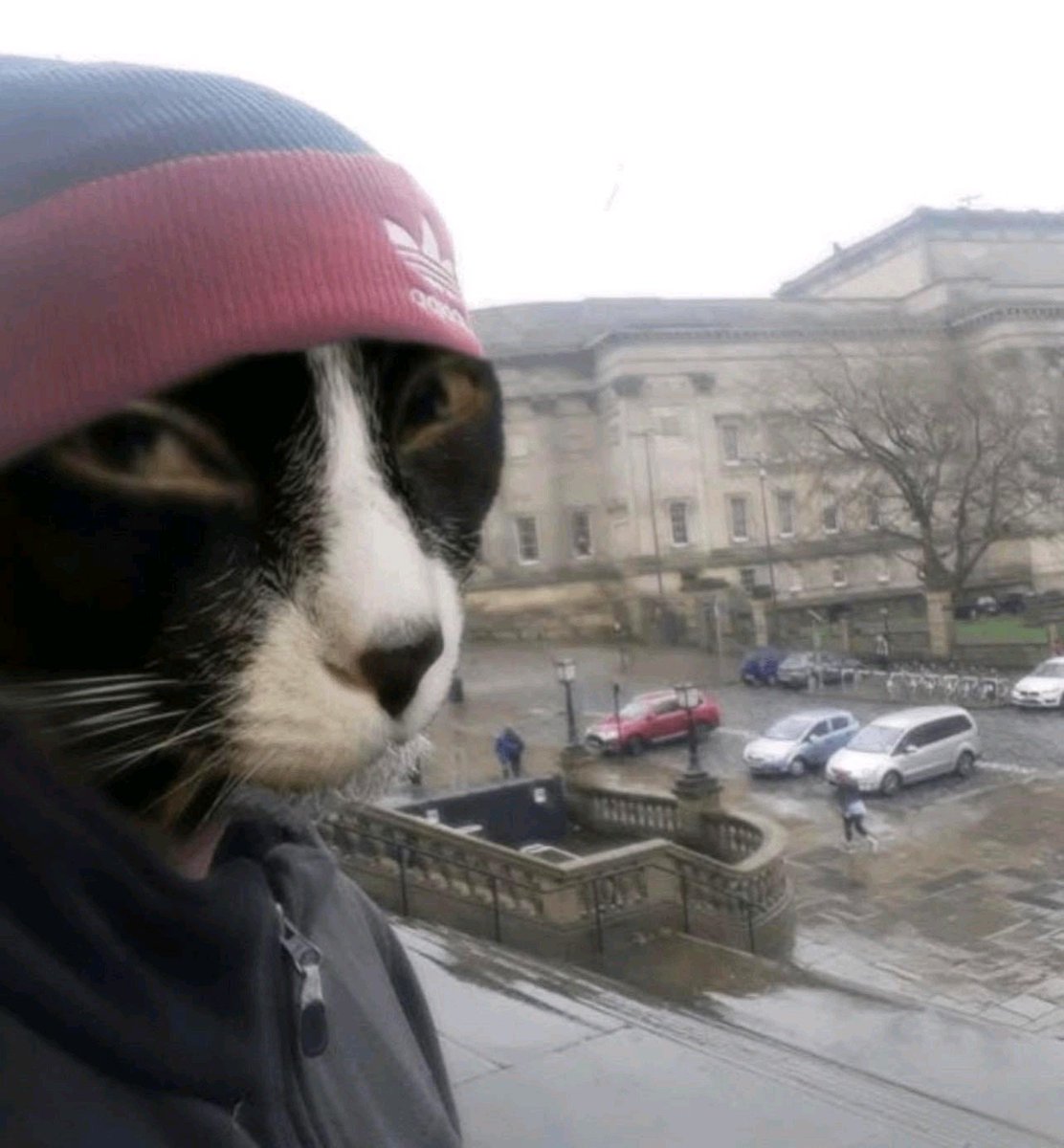 Пан слобопітек (по масті - громадянин) tweet media