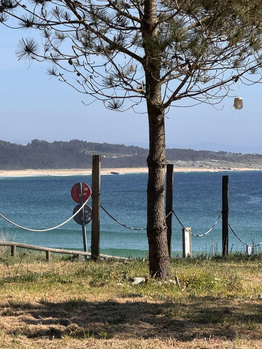 Jaime Novoa tweet media