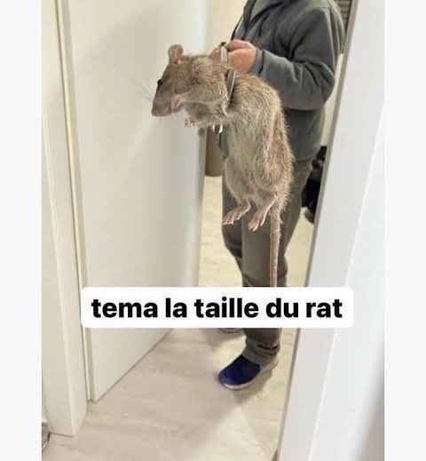 Bilel 🇩🇿⚜️ tweet media