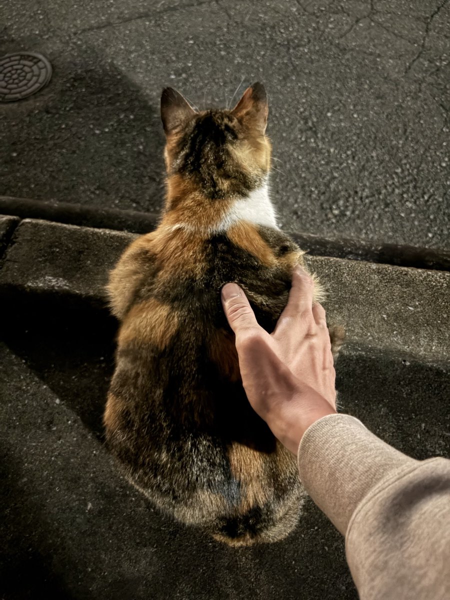 今夜の猫ちゃん。
警戒されなくなりましたが、どうやらマッサージおじさんと認識されているようです。
