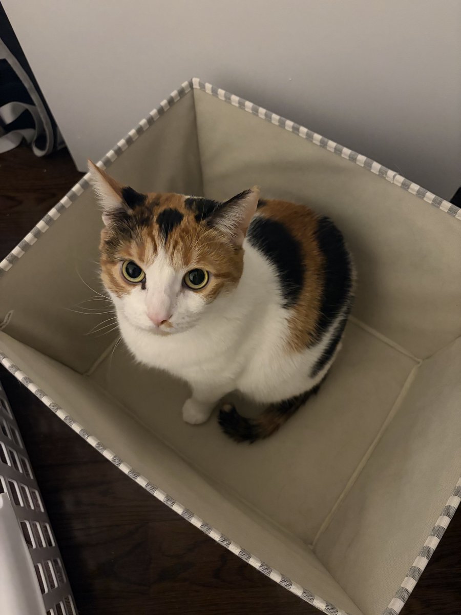 apricotjamcam's tweet photo. let’s hang out in a box https://t.co/B3cZUsSDnS