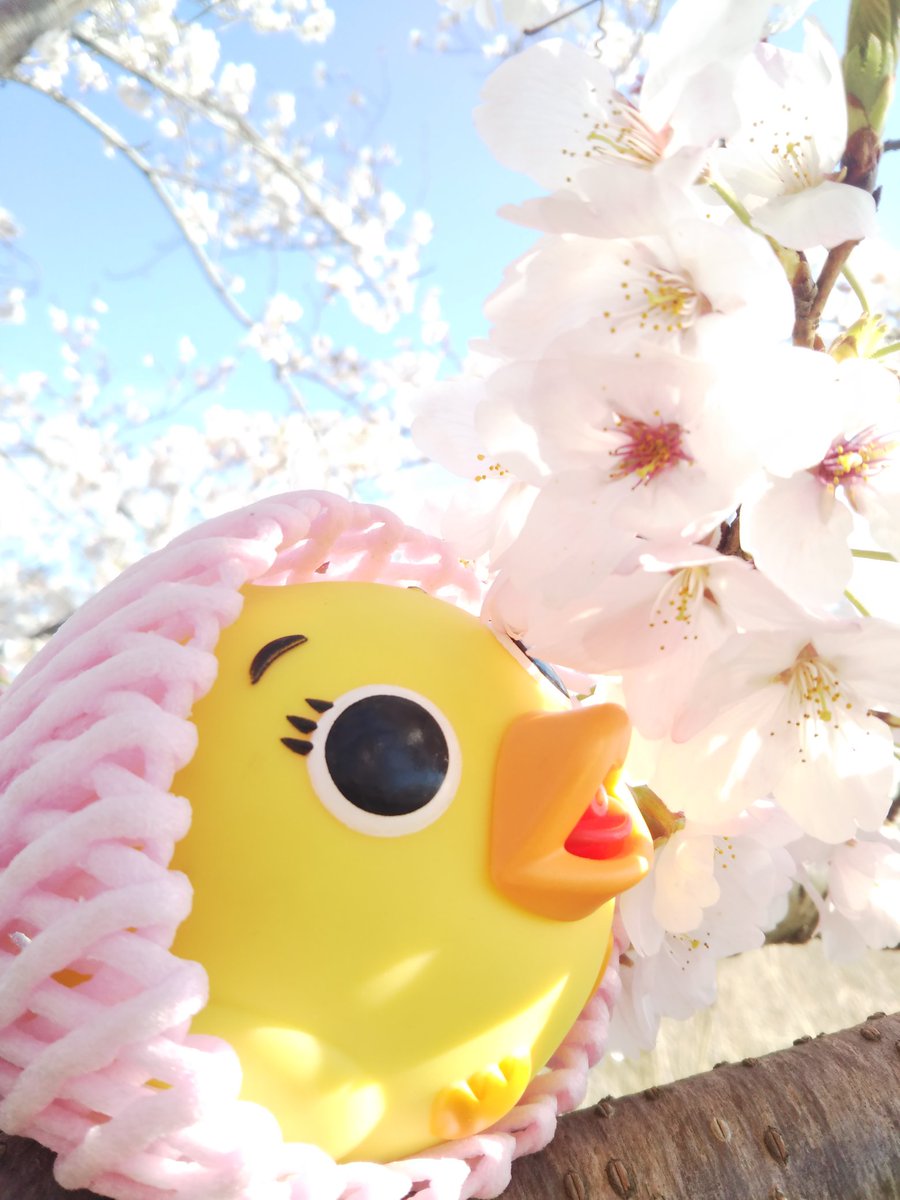 MusicLabo写真部 tweet media