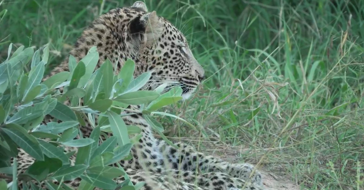 Felipe Bravo tweet media