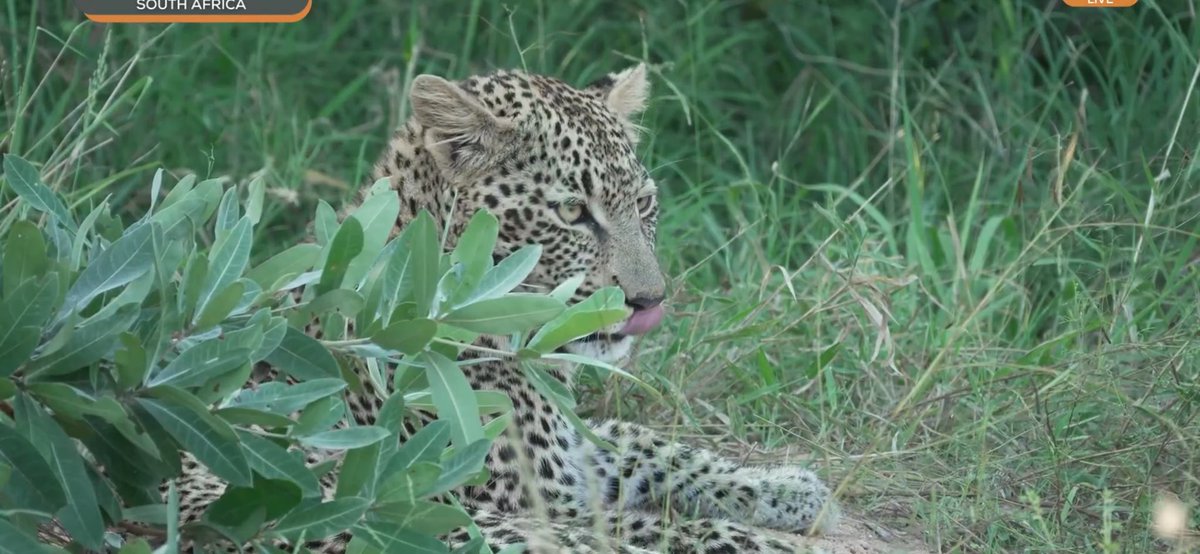 Felipe Bravo tweet media