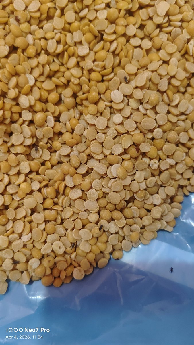 Cryptonite_02's tweet photo. @JioMart_Support I received spoiled dal full of insects 🤢 This is completely unacceptable and unsafe to consume. Are you even checking quality before delivery?
Order from your platform is becoming a risk now.
Immediate refund &amp; strict action needed.#food_saftey  #jiomart https://t.co/eIPp5uw5UB