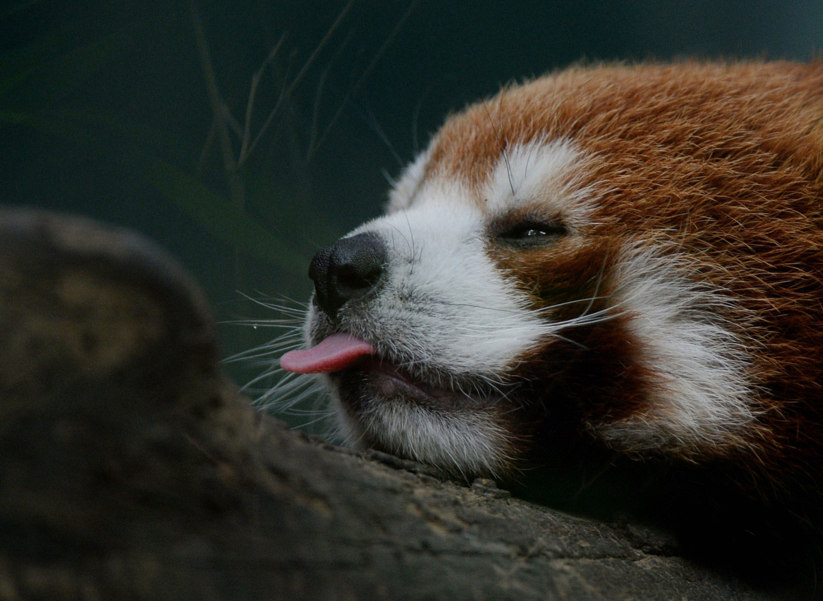 Red Panda Every Hour! tweet media
