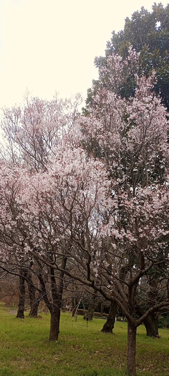 ちくわ　Chikuwa tweet media