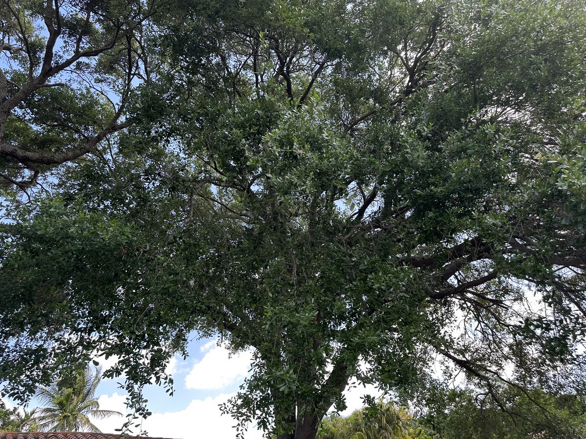 Major Angel Samurai Jones and Ichigo tweet media