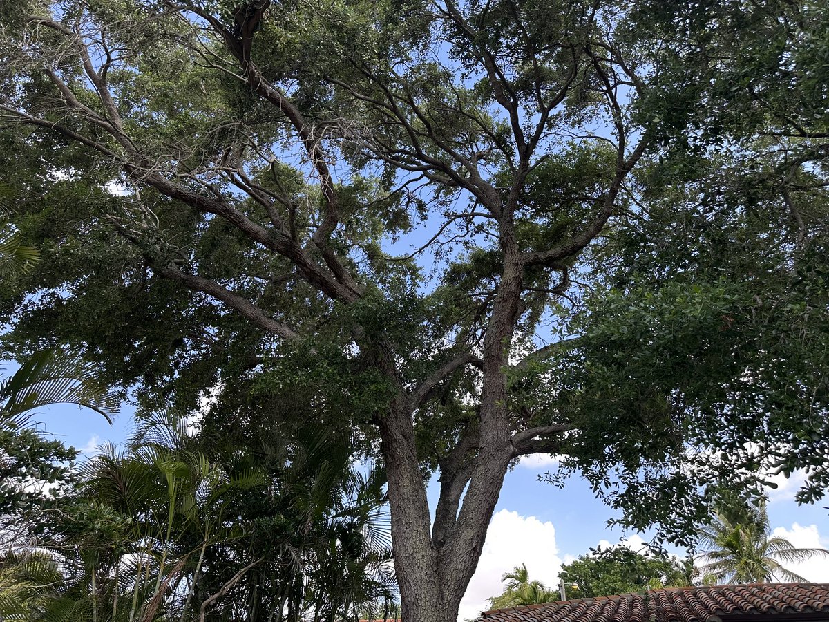 Major Angel Samurai Jones and Ichigo tweet media