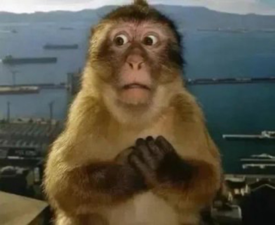 تطبيق نينجا🥷🏻 tweet media