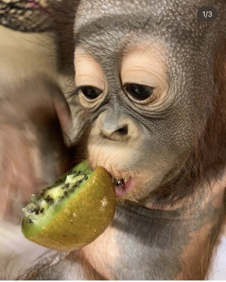 crazy azz orange boy tweet media