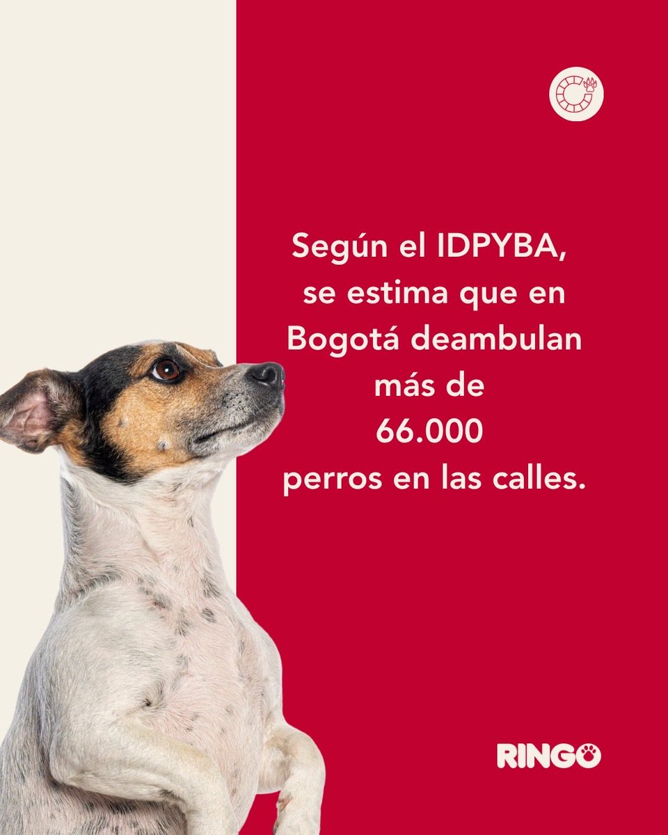 Efecto Ringo tweet media