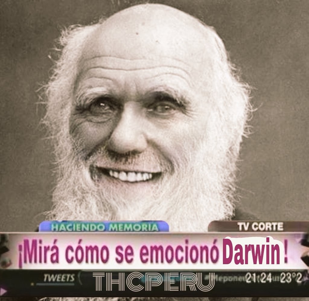 THC Perú tweet media