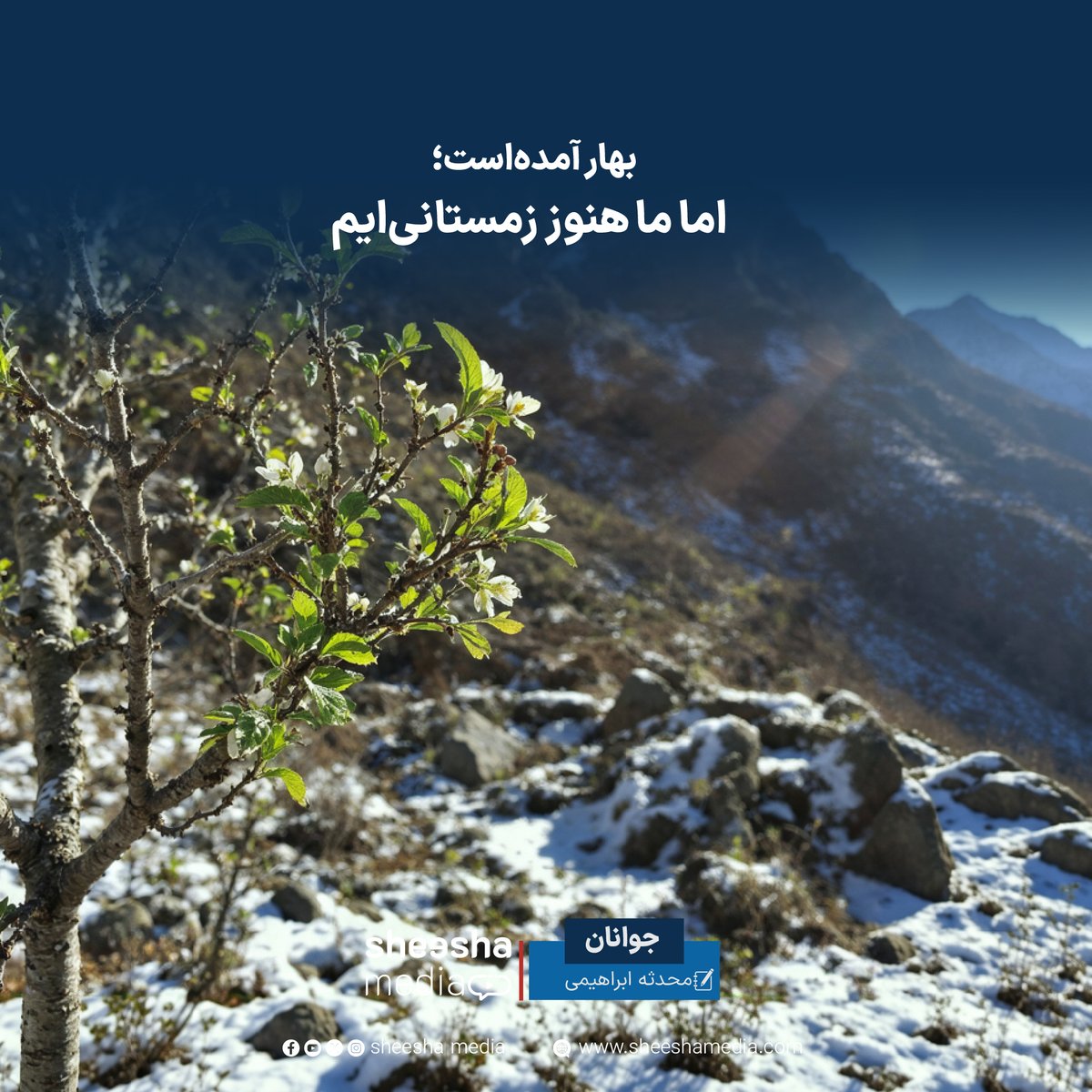 Sheesha Media tweet media