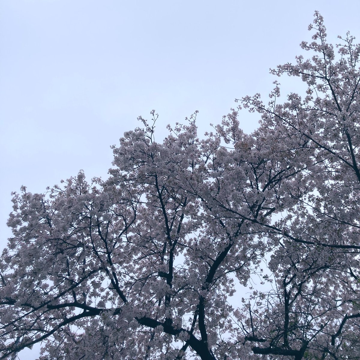 yoru_z's tweet photo. 花曇り　夢の街 https://t.co/Ec49mmrVwZ