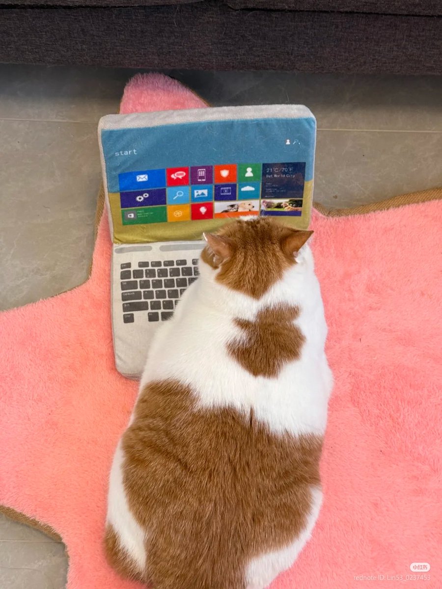 No Context Cats tweet media