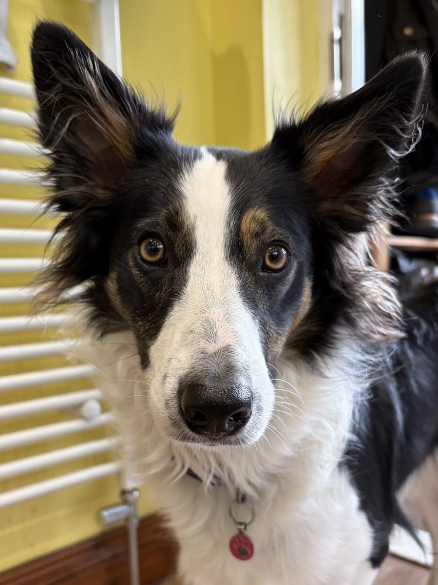 Puppy Bess and Auntie Kes tweet media