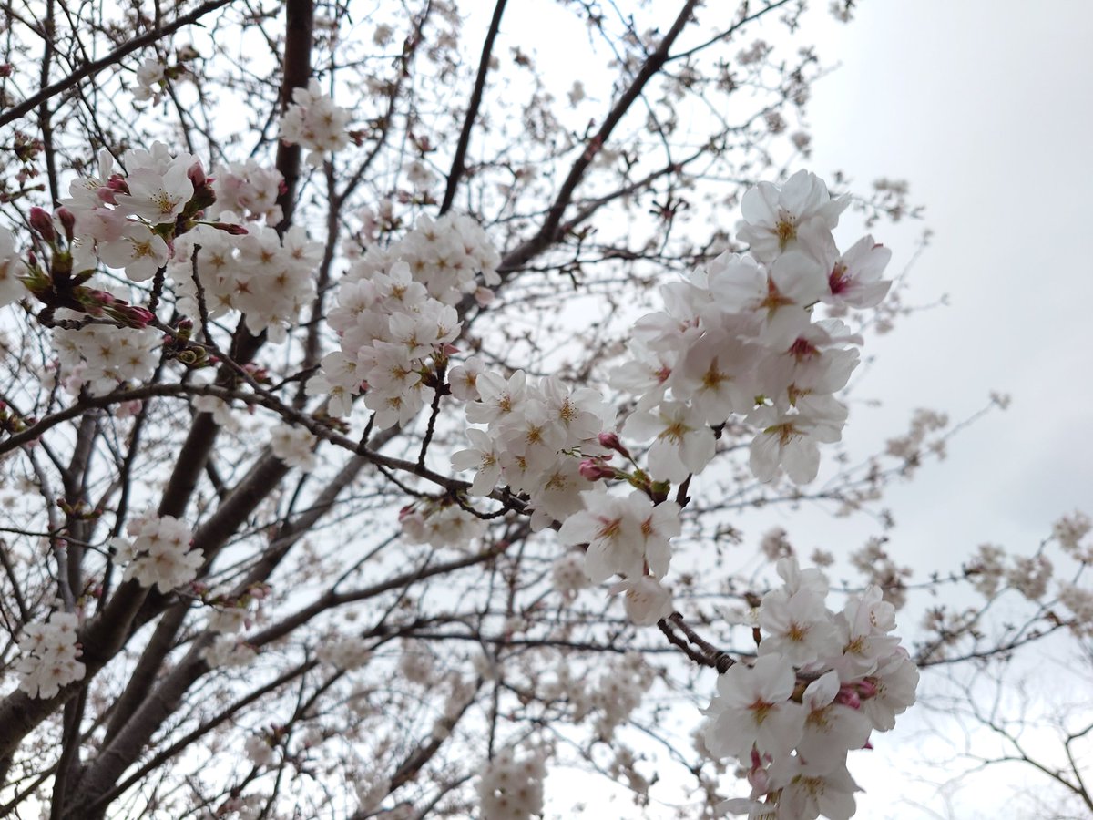 🐇⋆⸜charis⸝⋆ tweet media